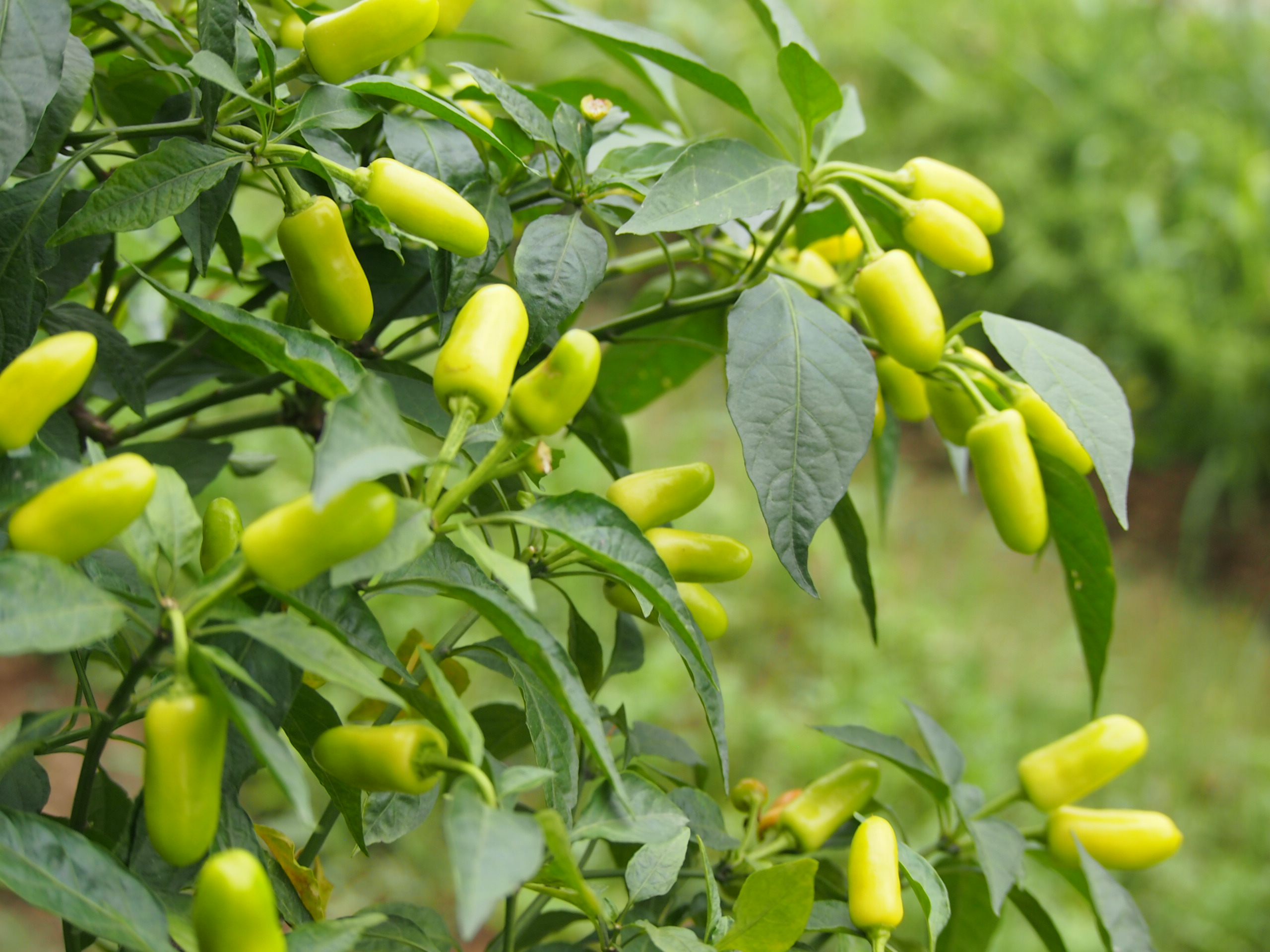 Multi-stackholder Forum 2016-08